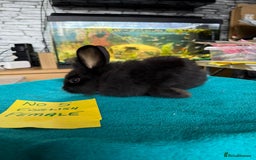 English rabbits for sale: Rabbits for sale , various sexes avaliable  - Image 11
