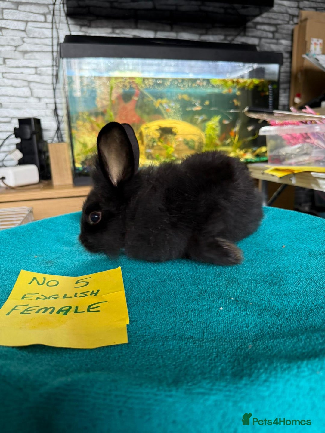 English rabbits for sale: Rabbits for sale , various sexes avaliable  - Image 11