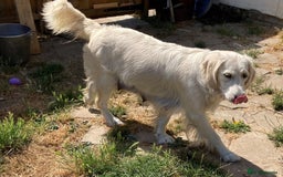 Golden Retriever dogs for sale: Gorgeous Girl looking for her 5 Star Retirement - Image 8
