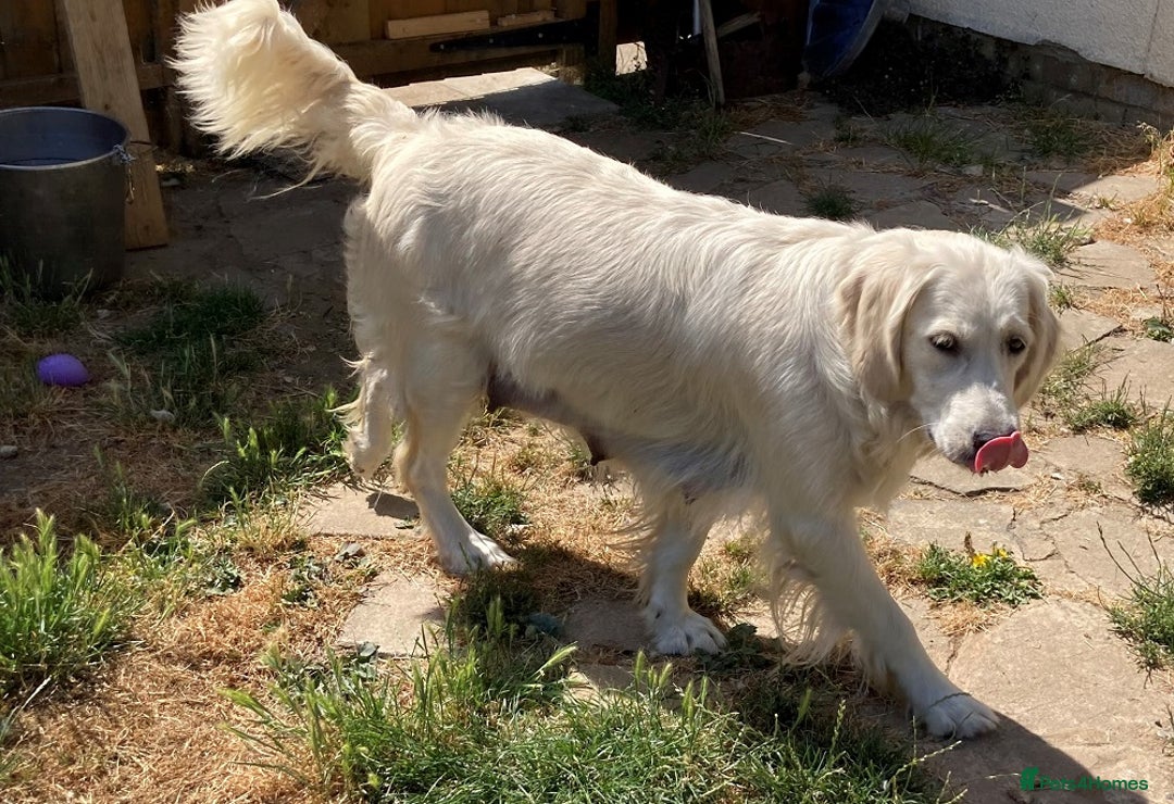 Golden Retriever dogs for sale: Gorgeous Girl looking for her 5 Star Retirement - Image 8