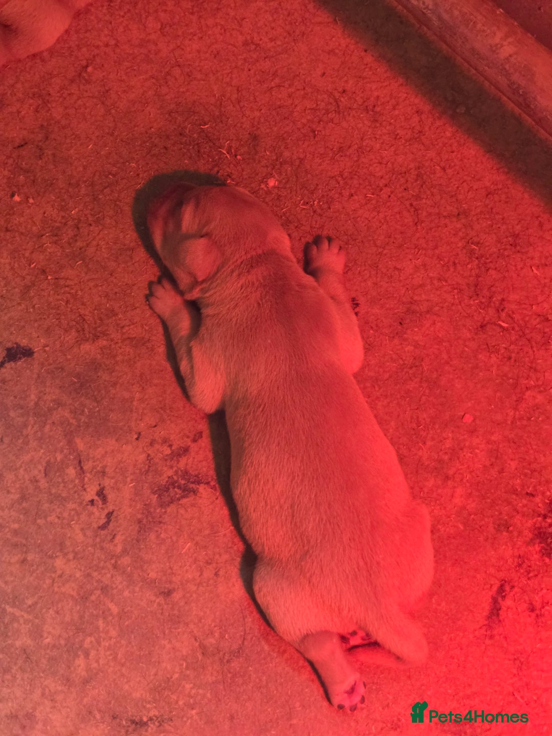 Labrador Retriever dogs for sale: Stunning litter of Fox Red and Black Labradors - Image 6