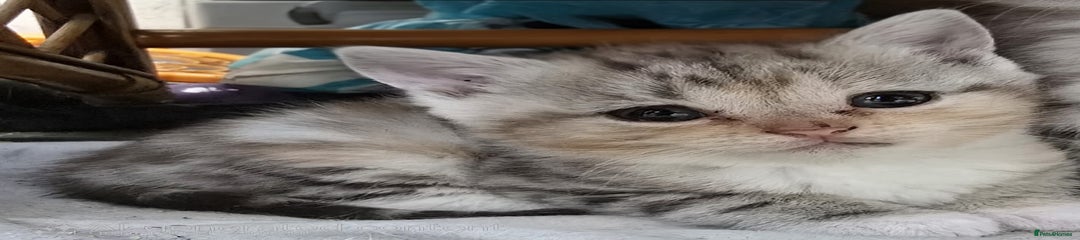 British Shorthair Kitten 2