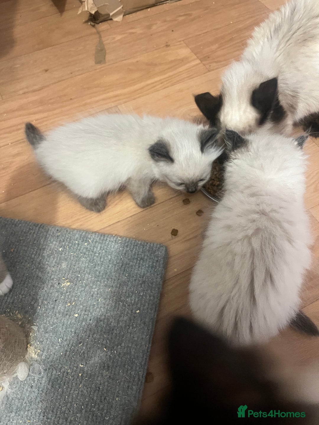 Ragdoll cats for sale: Ragdoll girls  - Image 9