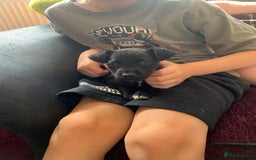 Patterjack dogs for sale: Patterjack puppie  - Image 2