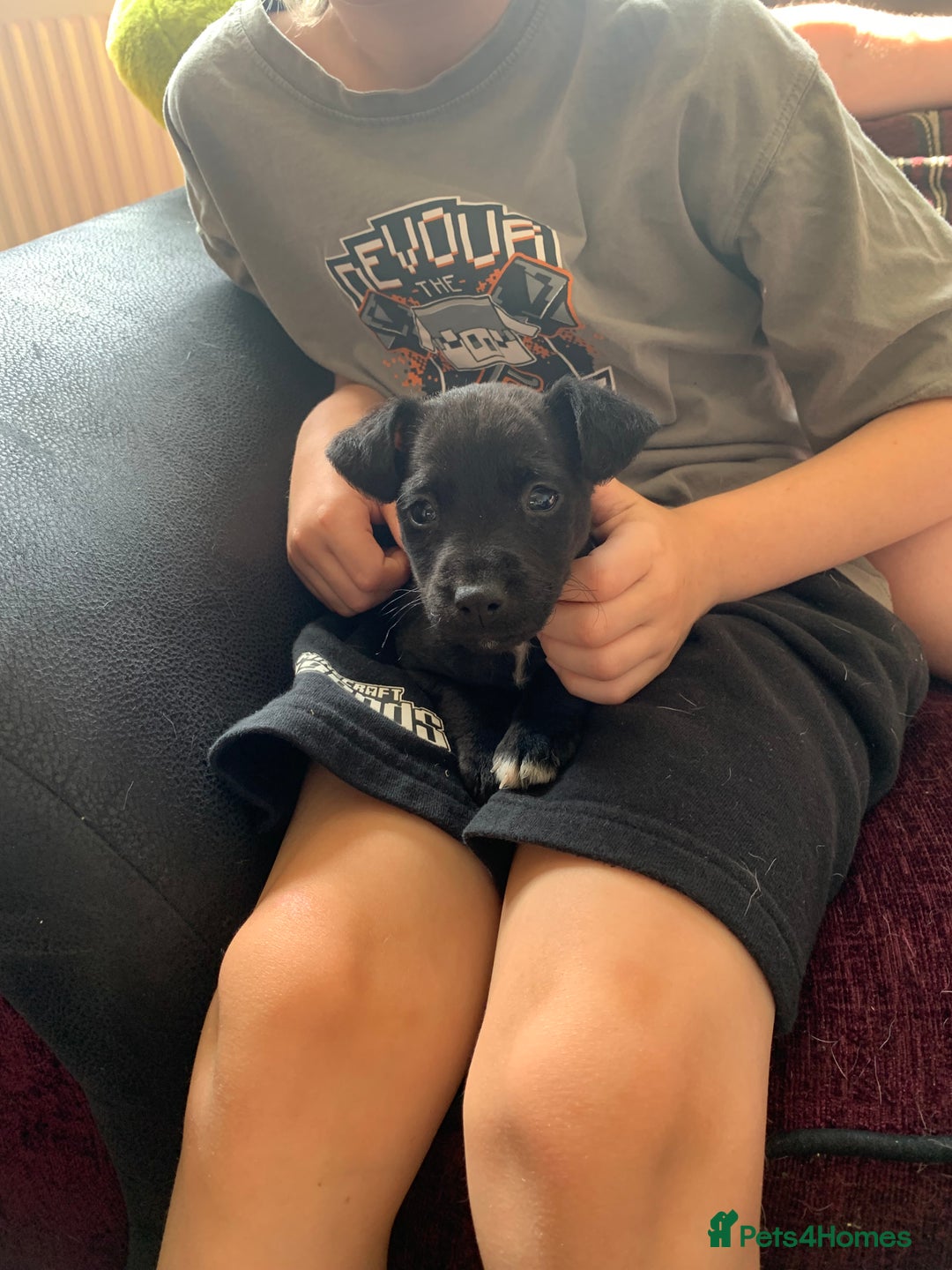 Patterjack dogs for sale: Patterjack puppie  - Image 2