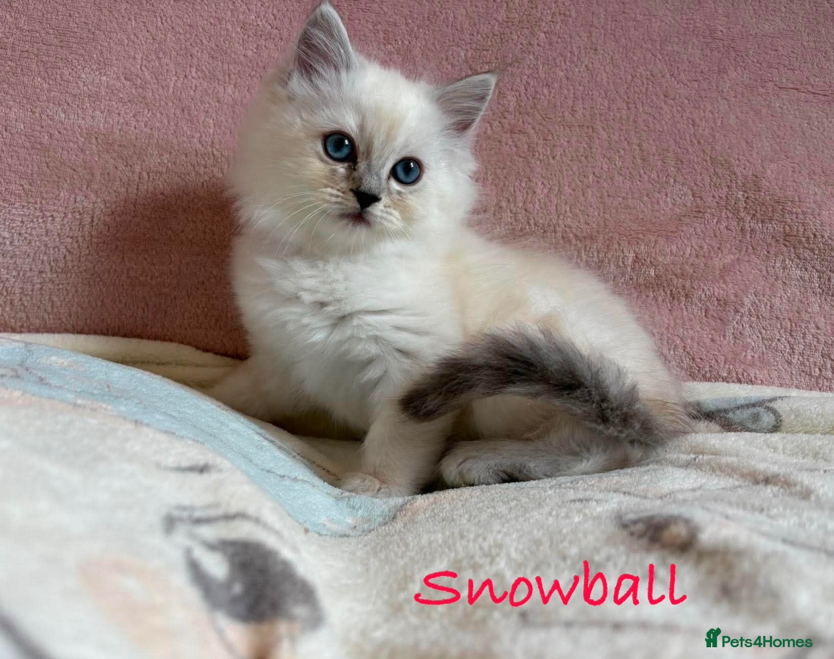 Perdoll cats Absolutely beautiful Perdoll Kittens  - Advert 7