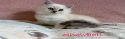 Perdoll cats for sale: Absolutely beautiful Perdoll Kittens  - Advert 14