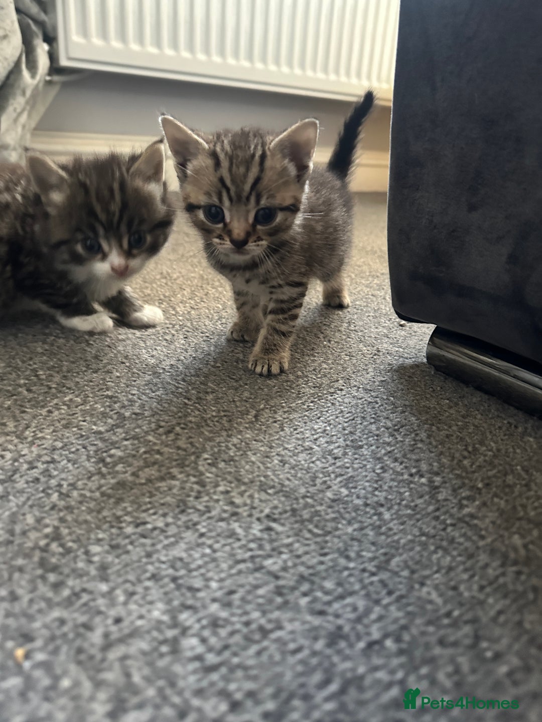 Mixed Breed cats for sale: 4 kittens looking for their forever homes - Image 1