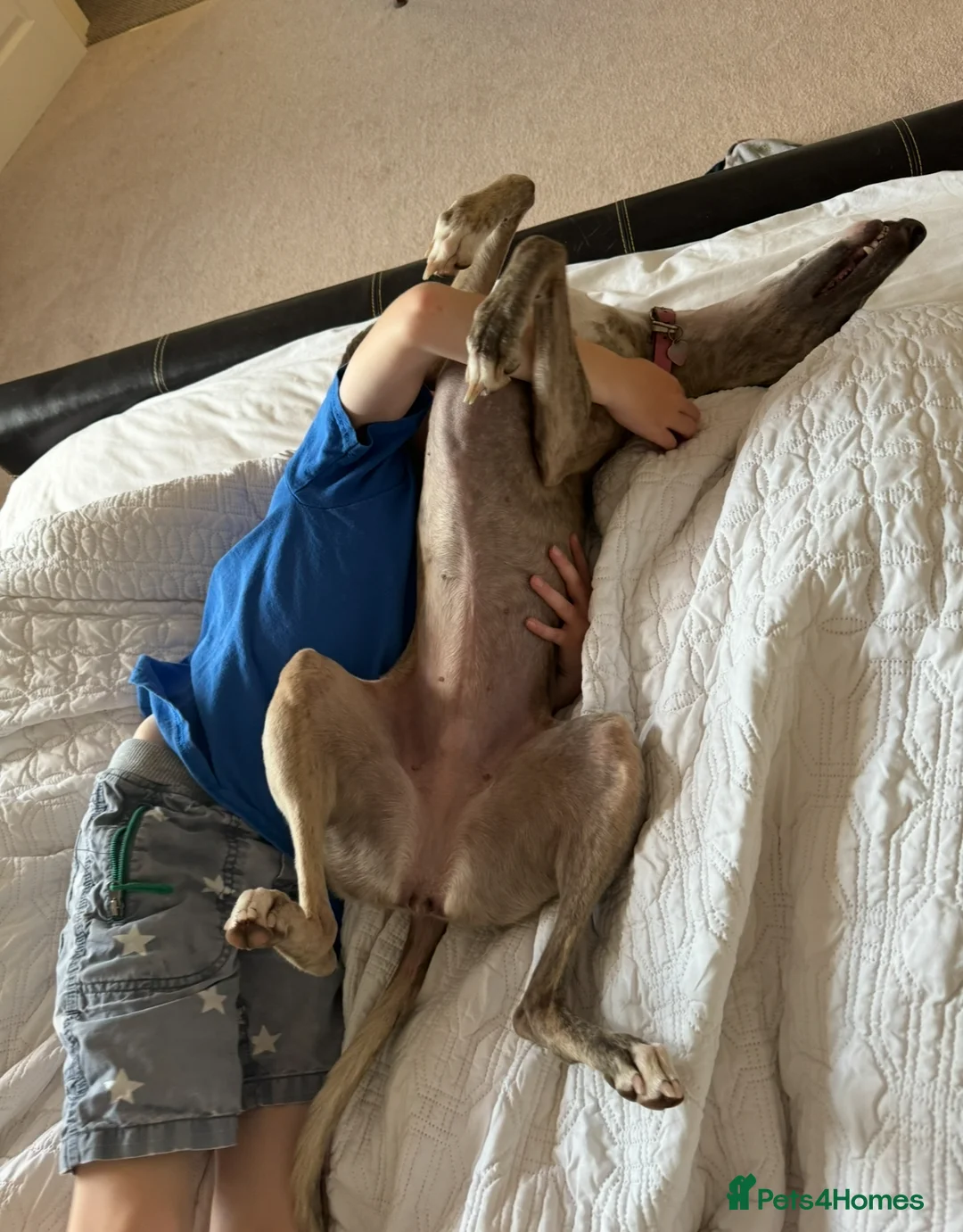 Whippet dogs for sale: Top quality KC registered Whippet pups - Advert 16