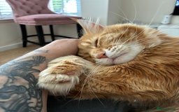 Maine Coon cats for sale: Ginger Maine coon boy - Image 10