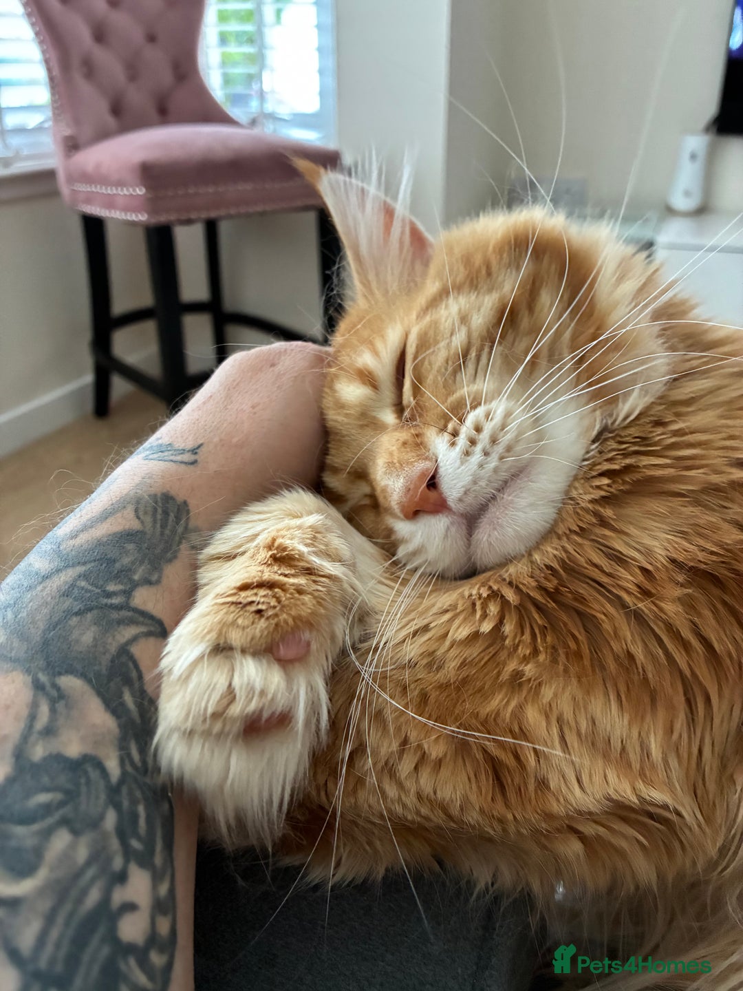 Maine Coon cats for sale: Ginger Maine coon boy - Image 10