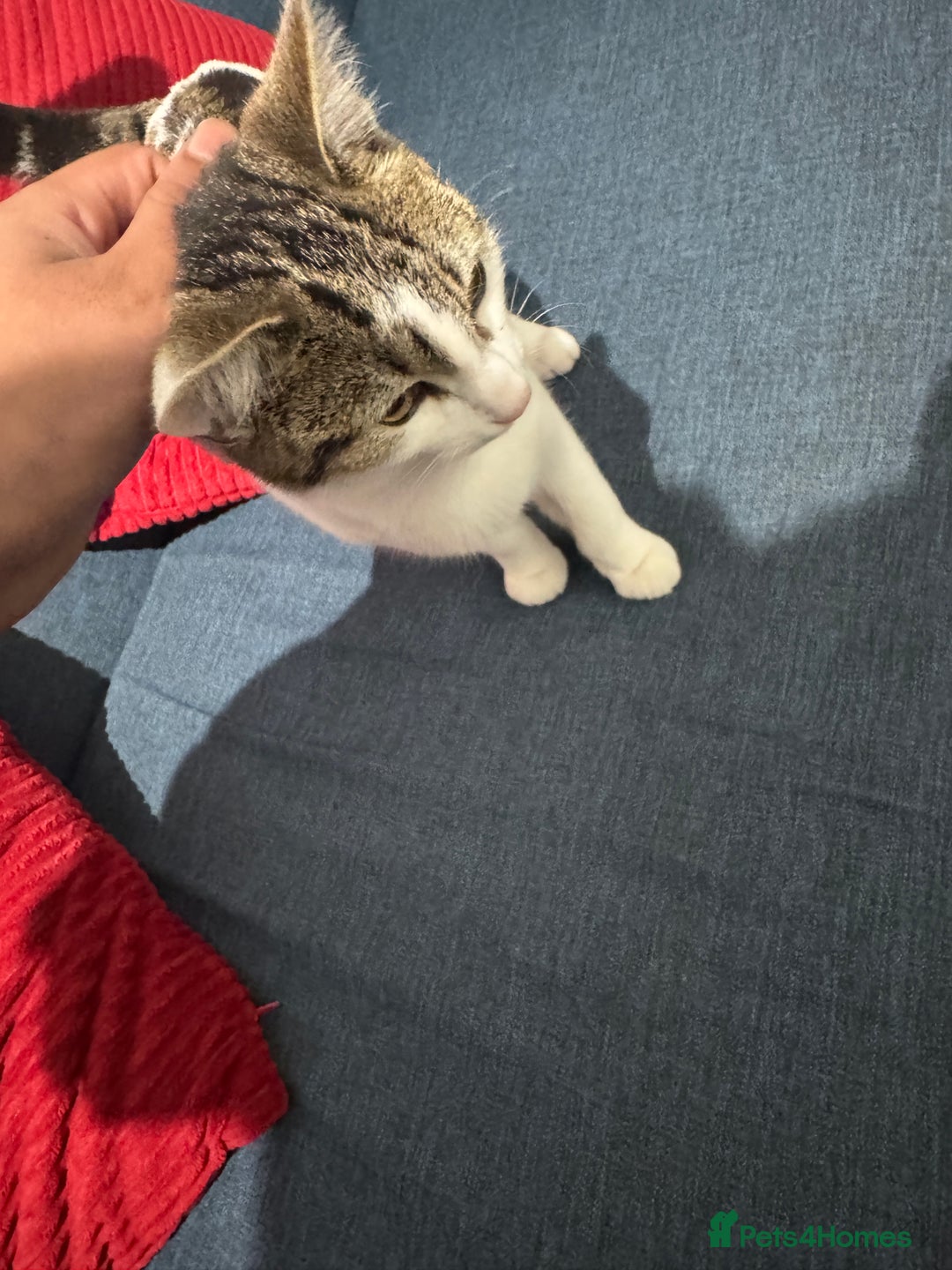 American Shorthair cats for sale: Adorable 5 Months Old Kitten Looking for a  Home. - Image 2
