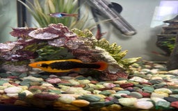Platies fish for sale: 4 Red Tuxedo Platy Fry - Image 3