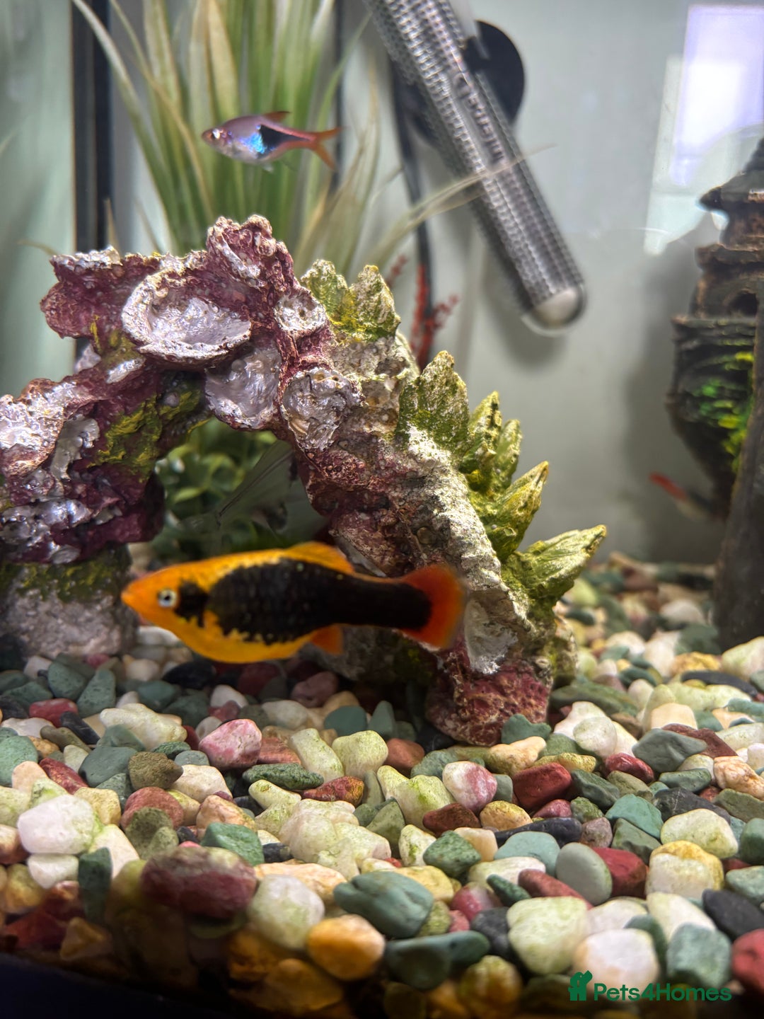 Platies fish for sale: 4 Red Tuxedo Platy Fry - Image 3