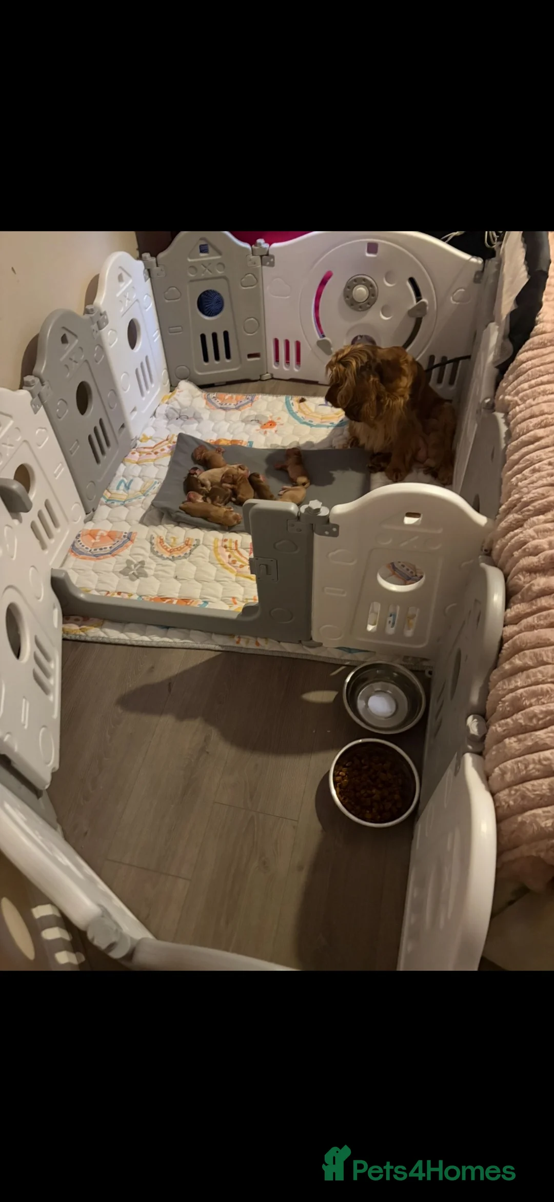 Cocker Spaniel dogs for sale: Quality show cockers - Advert 1