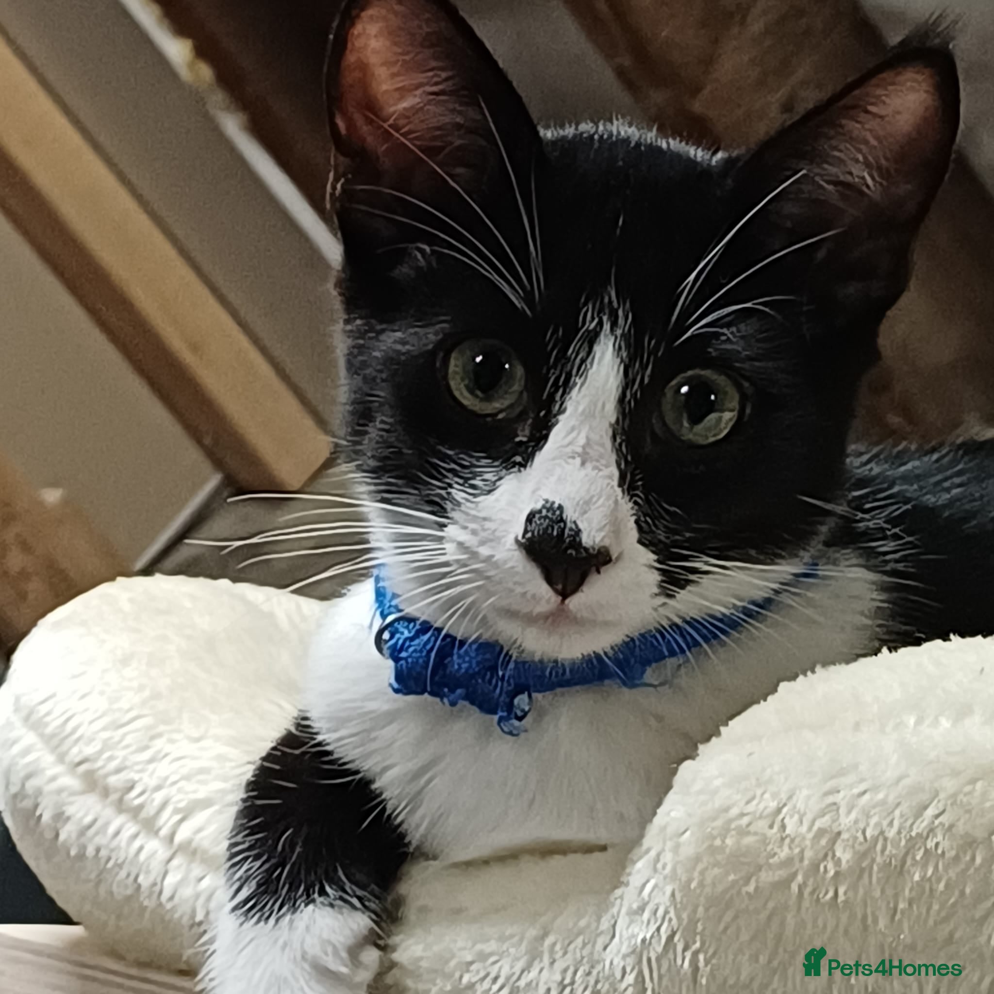 Mixed Breed cats Adorable Siamese cross Domestic Shorthair kittens  - Advert 2