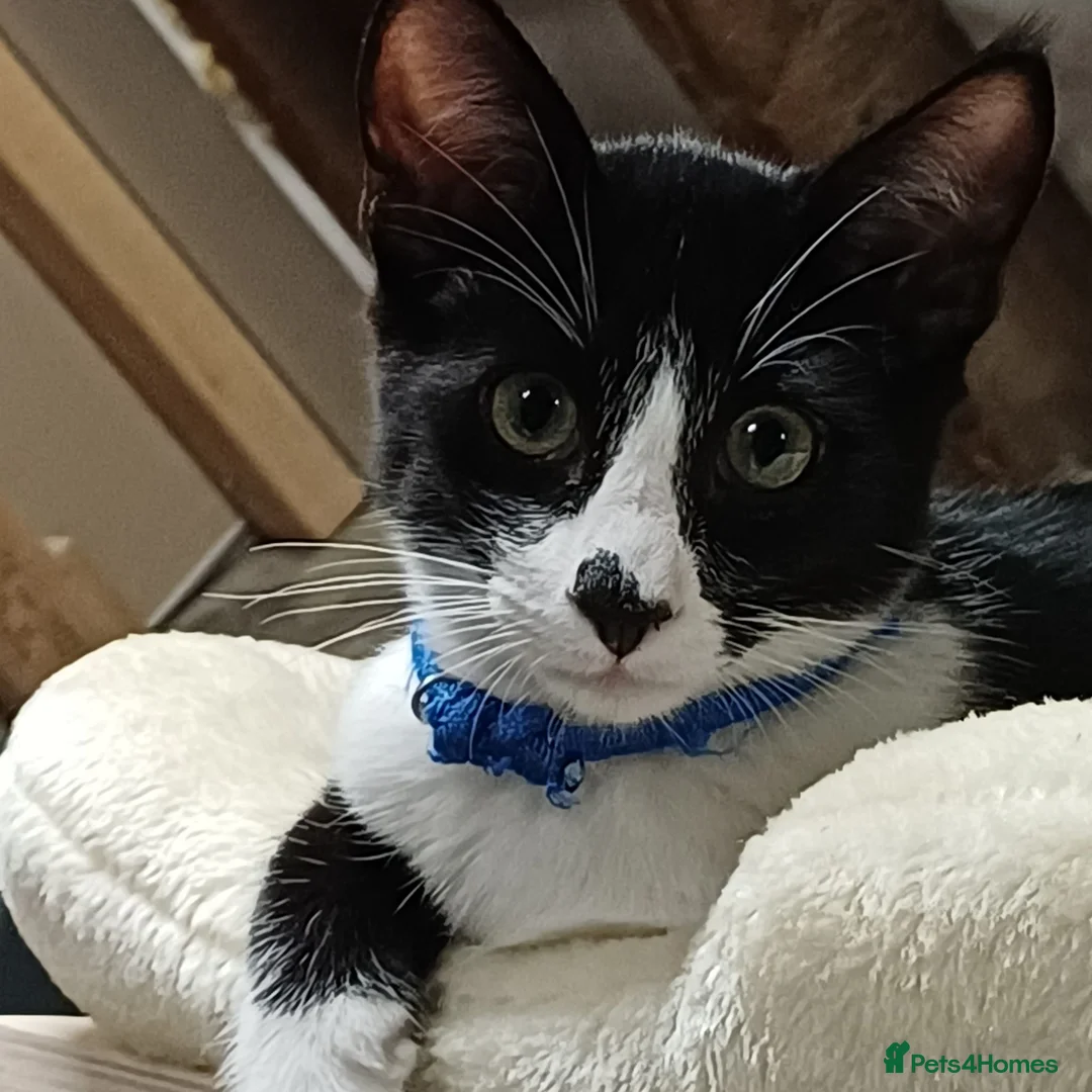 Mixed Breed cats for sale: Adorable Siamese cross Domestic Shorthair kittens  - Advert 2