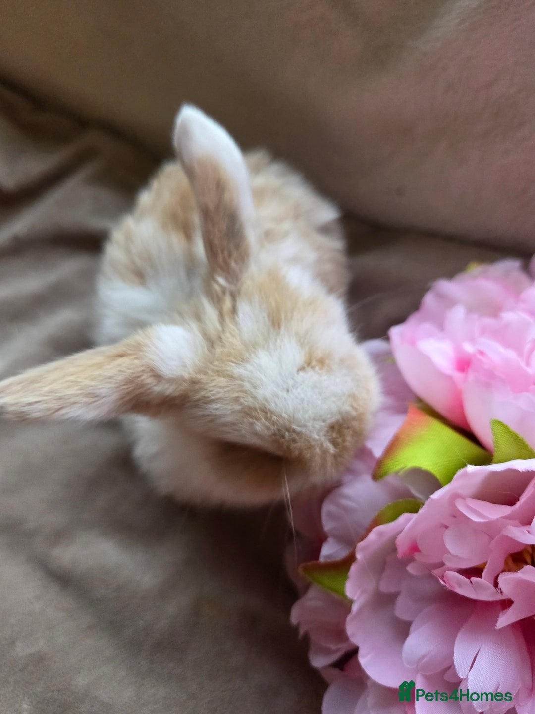 Mini Lop rabbits for sale: 🐰Beautiful baby mini lops 🐰 - Advert 16