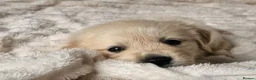 Golden Retriever dogs for sale: Cream and golden retriever puppies in Bristol - Advert 23