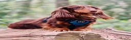 Miniature Dachshund dogs for sale: Miniature long haired dachshund  in Leeds - Advert 2