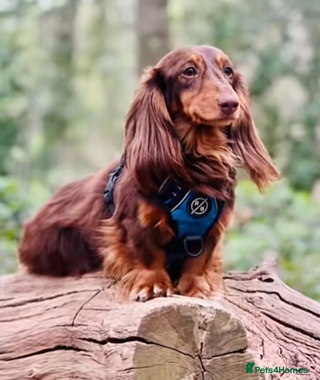 Miniature Dachshund dogs for sale: Miniature long haired dachshund  in Leeds - Advert 2