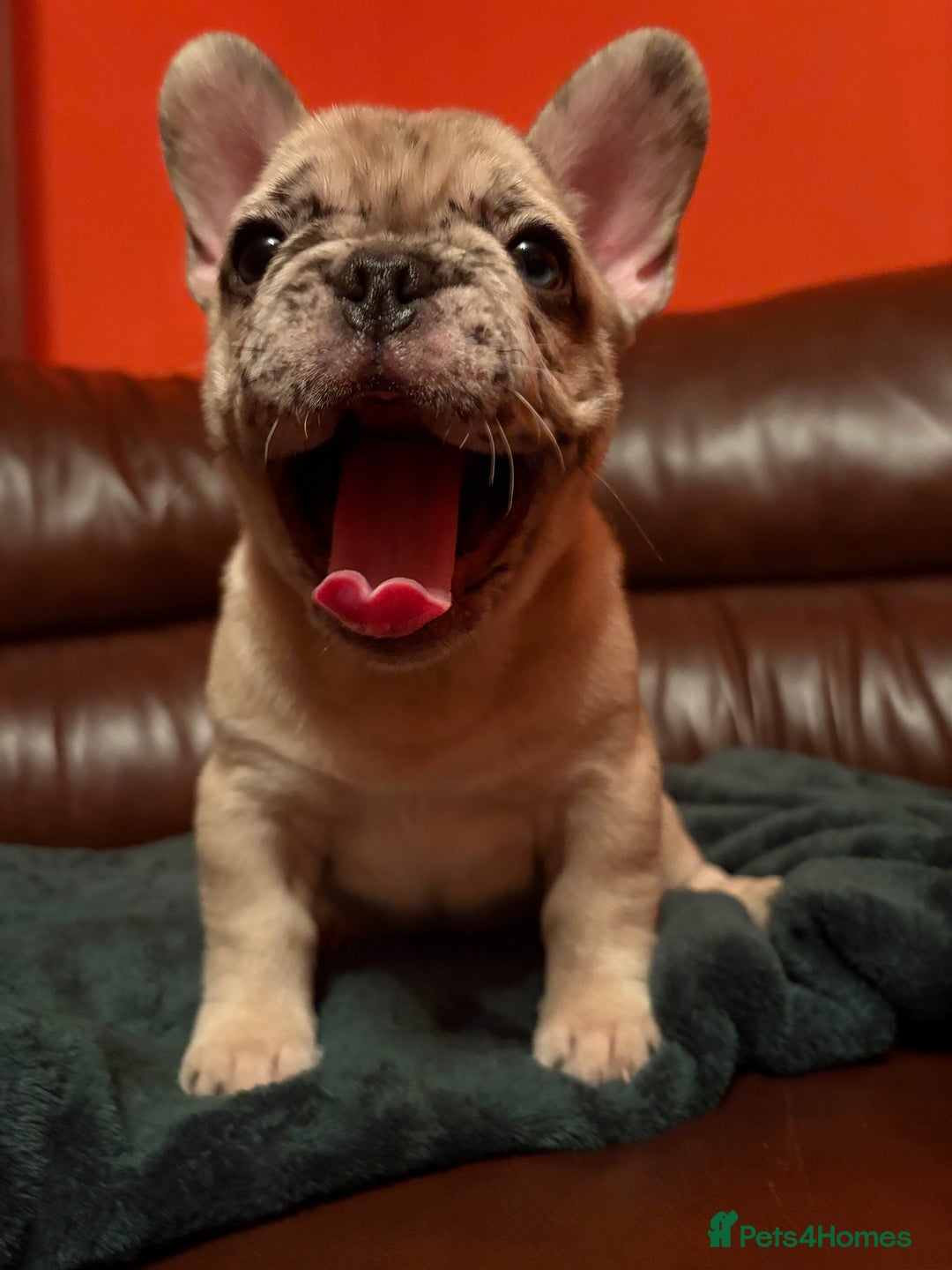 French Bulldog dogs for sale: Beautiful Blue-Eyed French-Bulldog Puppies  - Advert 3