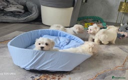 Maltese dogs for sale: Lovely Maltese Puppies - Image 11