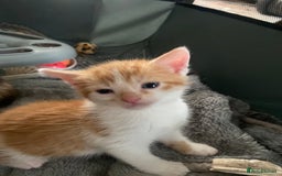 Mixed Breed cats for sale: Fluffy ginger & short fur calico 🐱🤩 - Image 10