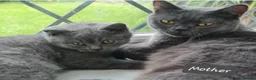 British Shorthair cats for sale: British shorthair  - Advert 2
