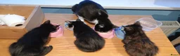 Mixed Breed cats for adoption: Kittens for sale, Jarrow in Jarrow - Advert 9