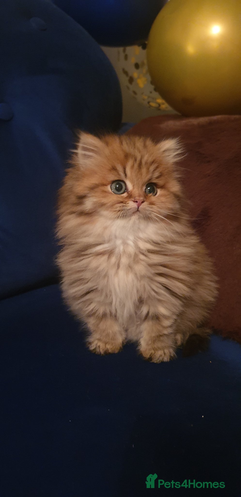 Ragdoll cats 💖Beautiful Pedigree Chinchilla Persian Kitten. - Advert 1