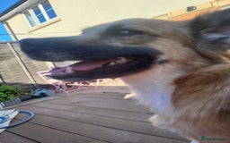 Mixed Breed dogs for adoption: Meet Foxi, currently residing in Northampton  - Image 2