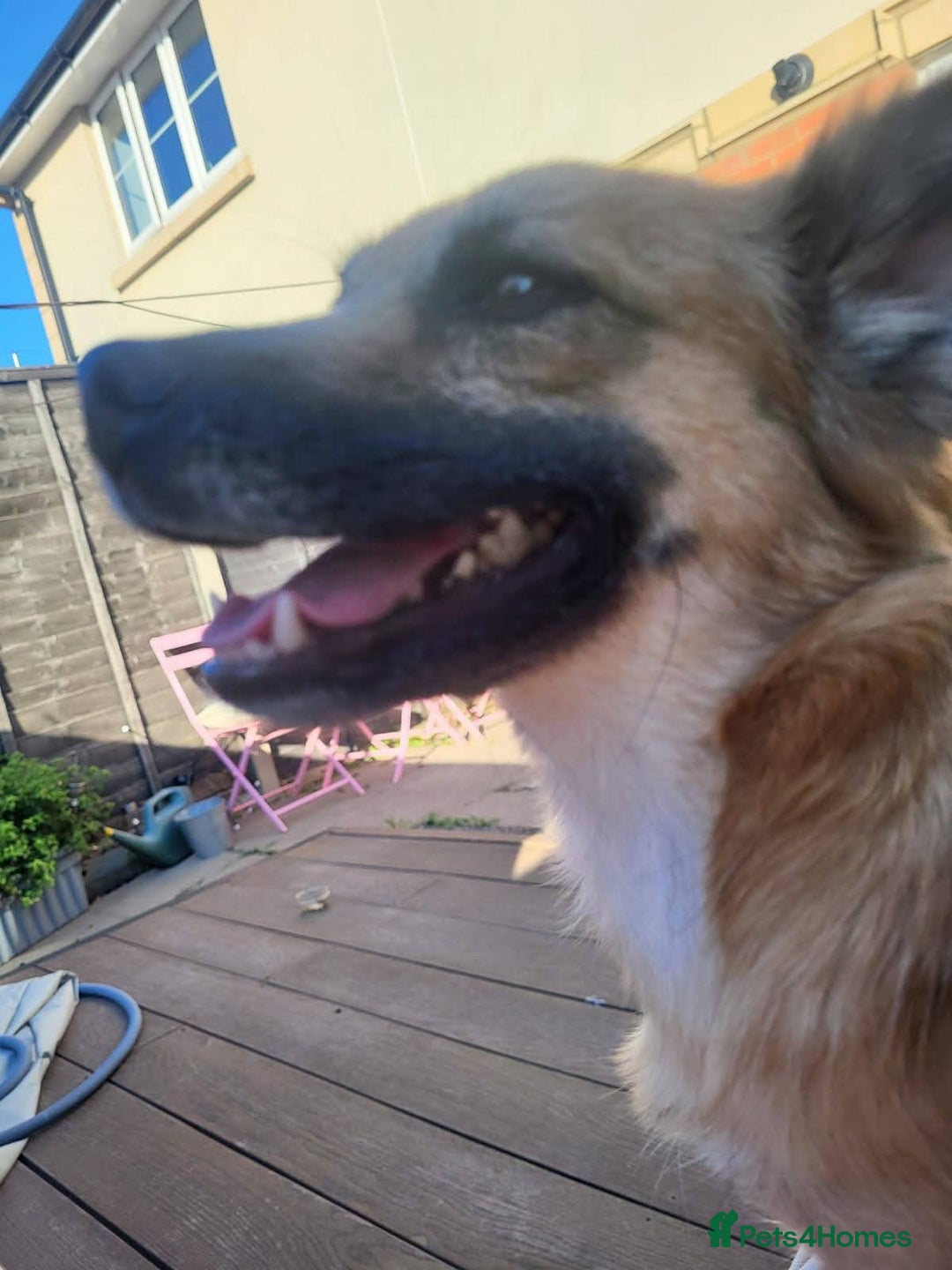 Mixed Breed dogs for adoption: Meet Foxi, currently residing in Northampton  - Image 2