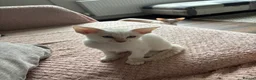 Siamese cats for sale: GCCF registered Siamese kittens - Advert 4