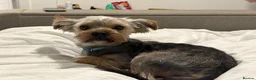 Yorkshire Terrier dogs for sale: Beautiful 1 year old Yorkshire Terrier - Advert 3