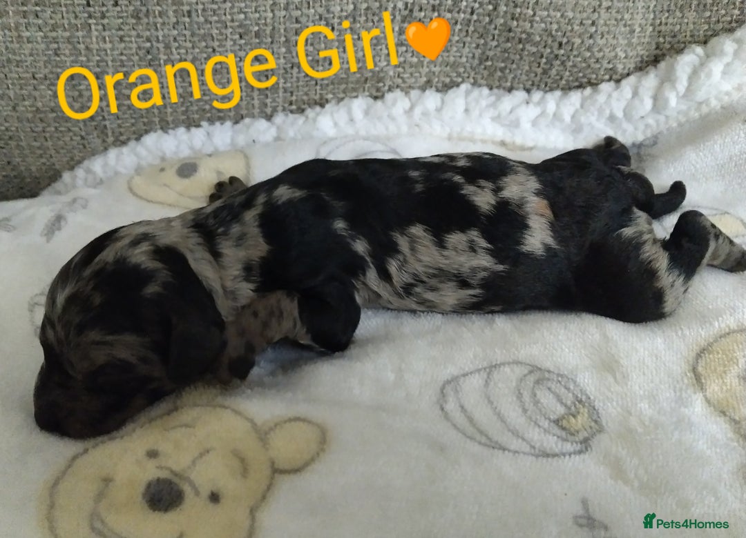 Cockapoo dogs for sale: Stunning Unique Cockapoo Puppies - Image 18