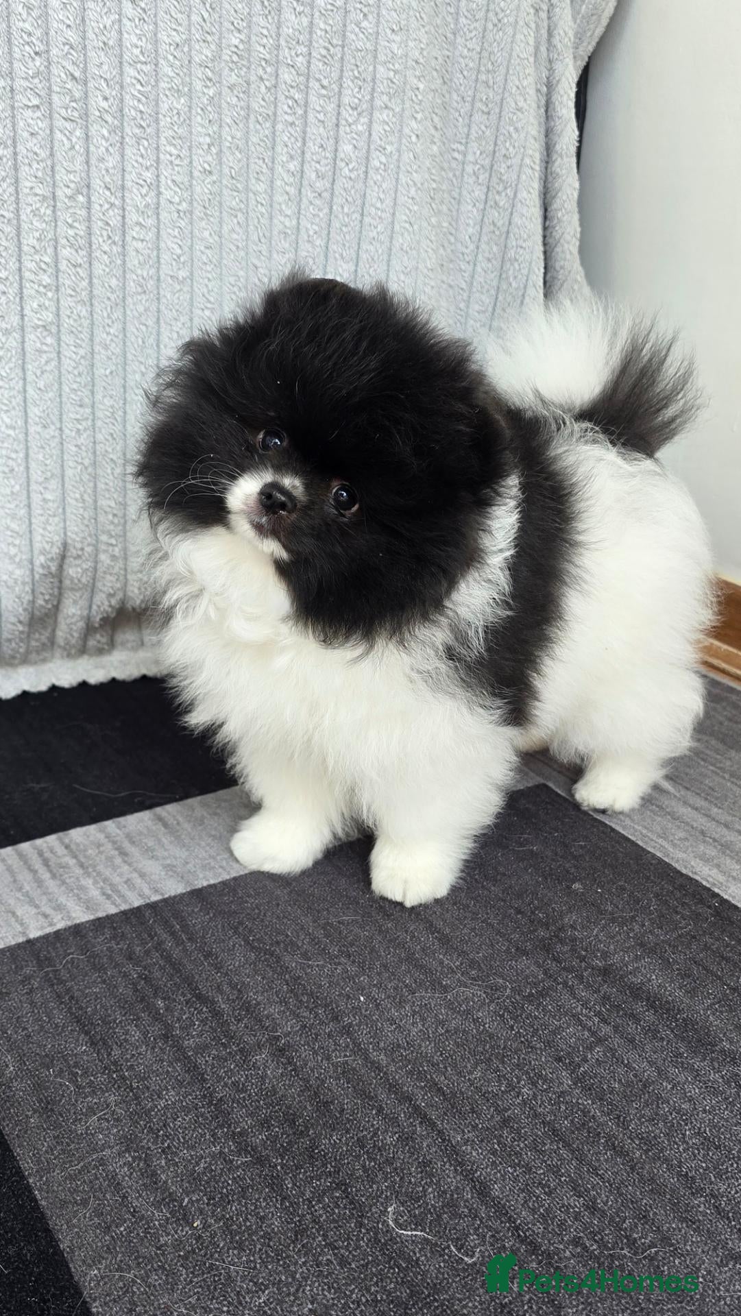 Pomeranian dogs Particolour Poms - Advert 1