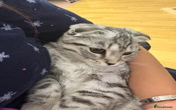 Scottish Fold cats for sale: beautiful Scottish Fold×Nebelung Kittens in Liverpool - Image 21
