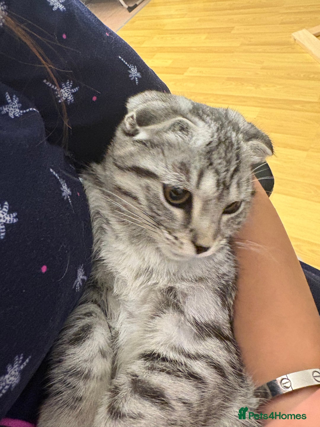 Scottish Fold cats for sale: beautiful Scottish Fold×Nebelung Kittens in Liverpool - Image 21