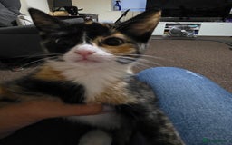 British Shorthair cats for sale: Kittens 1 boy 2 girls - Image 6
