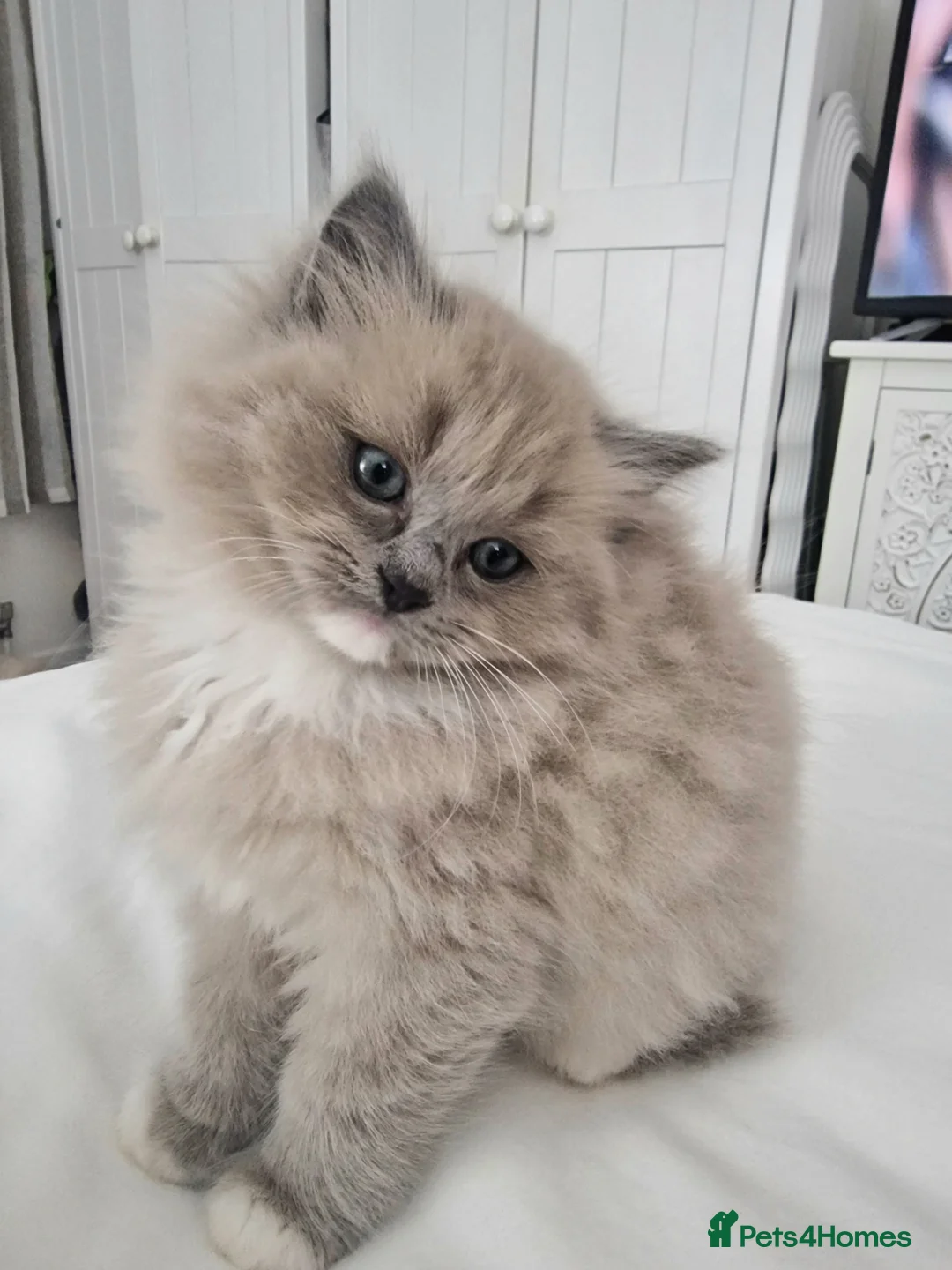 Ragdoll cats for sale: Mink ragdoll babies  - Advert 10