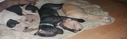 Staffordshire Bull Terrier dogs for stud: Proven Staffordshire Bull Terrier Stud – Brindle in Doncaster - Advert 7