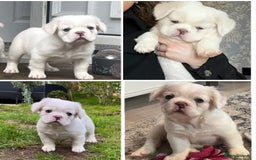 French Bulldog dogs for sale: Fluffy French Bulldogs  - Image 2