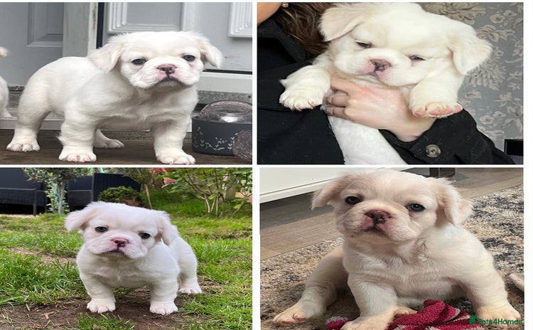 French Bulldog dogs - Advert 3