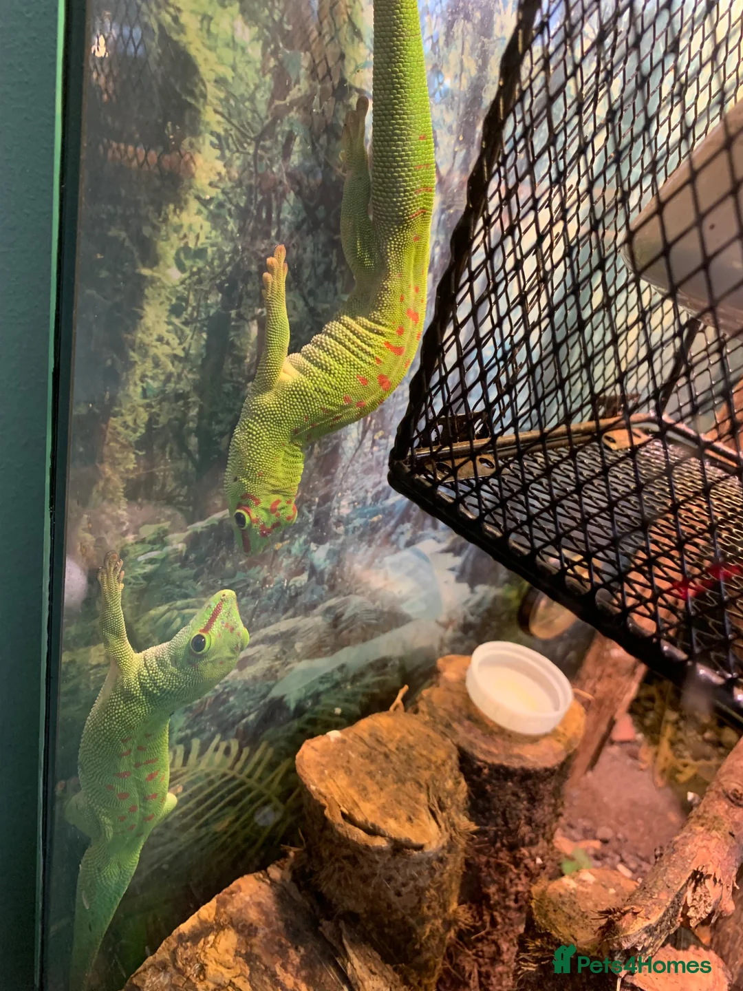 Gecko reptiles for sale: Giant Madagascan Day Gecko’s x2 - Advert 5