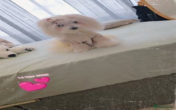 Maltese dogs for sale:  koreja meltis in Rotherham - Image 7