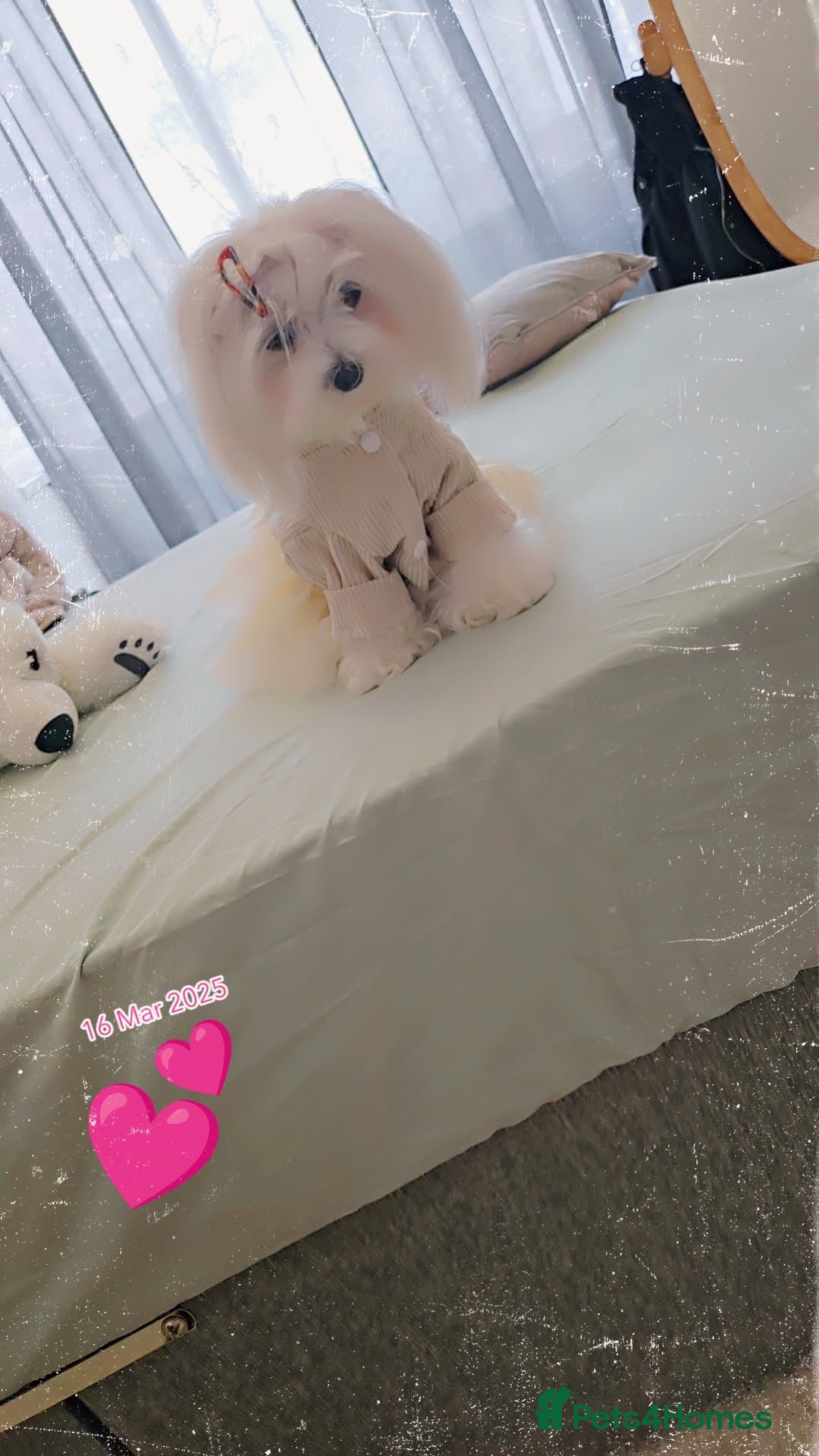 Maltese dogs for sale:  koreja meltis in Rotherham - Image 7