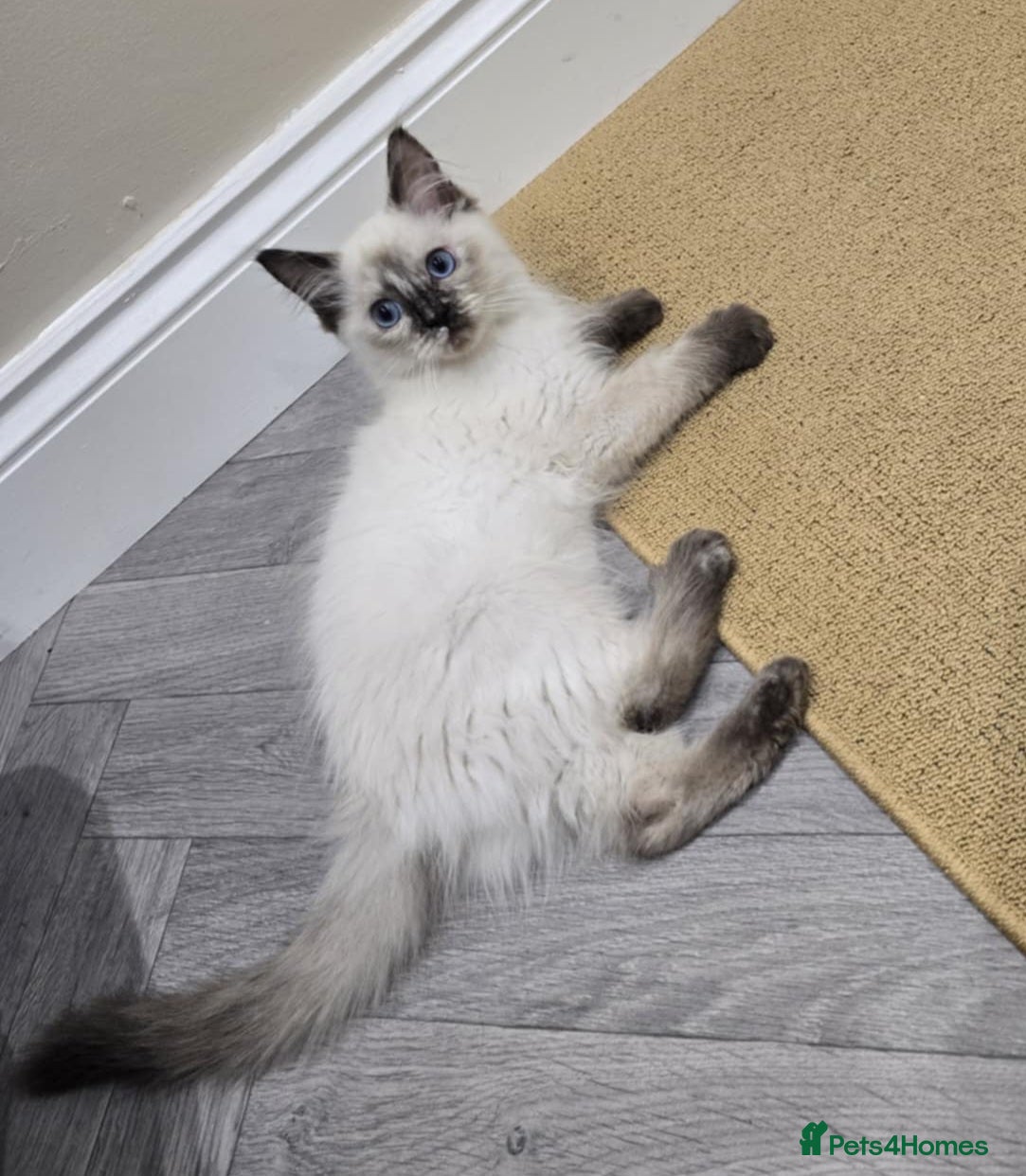 Ragdoll cats GCCF Registered female. Ready now.  - Advert 15