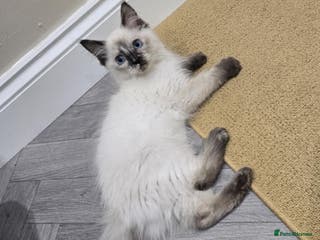 Ragdoll cats GCCF Registered female. Ready now. - Advert 5