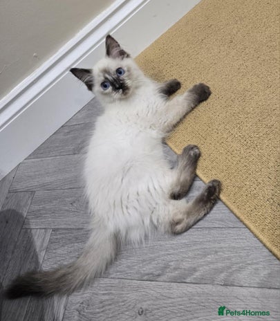 Ragdoll cats - Advert 16
